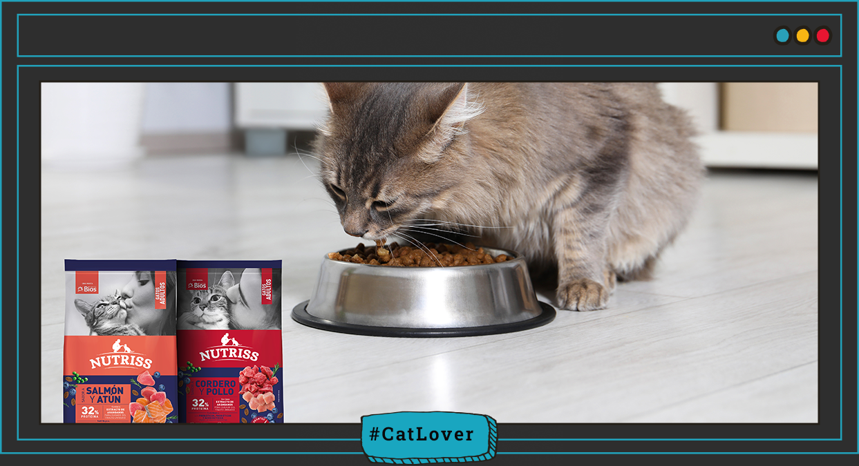 comida para gatos adultos